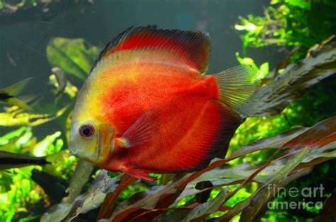 Orange Discus Tropical Fish Photograph By Mary Deal Pixels