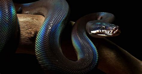 White Lipped Python Animals Pinterest White Lips