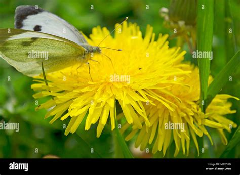 Blooming Bright Dandelions Yellow With Green Leaves And Butterfly