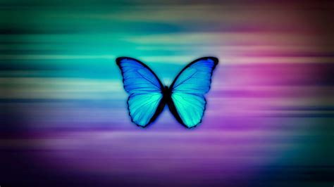 Free Download Colorful Butterfly Hd Wallpapers Real Amp Artistic 1600x1000 For Your Desktop