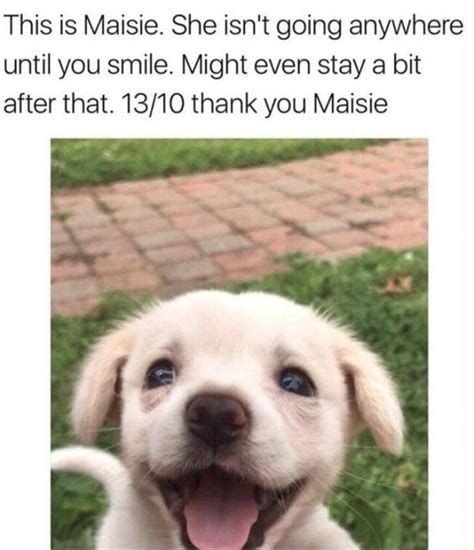 26 Wholesome Memes That Will Put A Smile On Your Face Funny Dog Memes