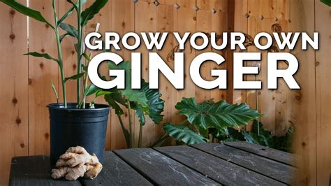 How To Grow Ginger In Containers And Get A Huge Harvest YouTube