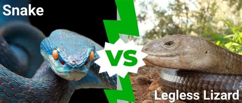 Legless Lizard Vs Snake 4 ความแตกต่างที่สำคัญ Newagepitbulls