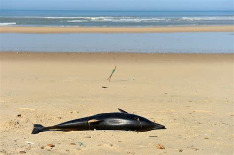 French Campaigners Highlight Trawlers Deadly Toll On Dolphins