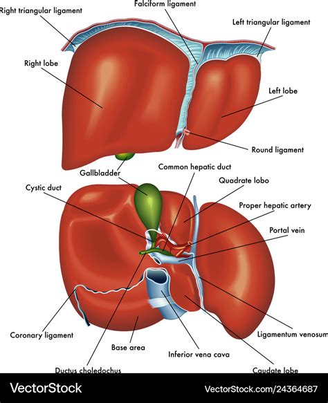 Diagram Of Liver Liver Anatomy Labeled Diagram Stock Illustration Porn Sex Picture