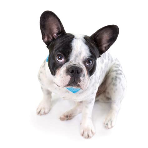 Portrait Of French Bulldog Puppy — Stock Photo © Patrykkosmider 25161287