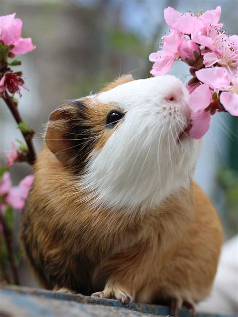 American Guinea Pig Breed Information A Complete Guide