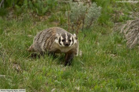 American Badger Facts Pictures And In Depth Information Kiến Thức Cho Người Lao Động Việt Nam