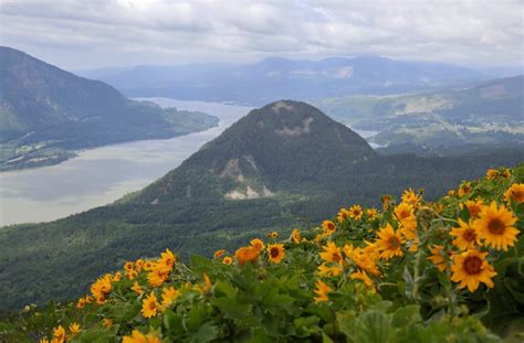 I am not a washingtonian, but i've heard good things about. Dog Mountain's wildflowers are in bloom for 2017!