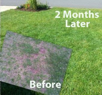 One thing that separates the process of mowing a lawn from that of dethatching is the fact that there are specific times where creeping bentgrass, fescue, kentucky bluegrass, rough bluegrass, and ryegrass all fall into this category. Liquid Lawn Fertilizer, Aerator, Dethatcher & Soil Conditioner | Liquid lawn fertilizer, Lawn ...