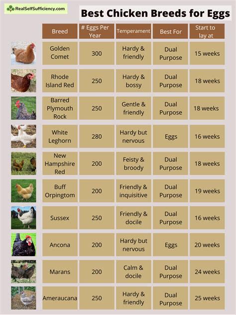 Best Laying Hen Breed Chart