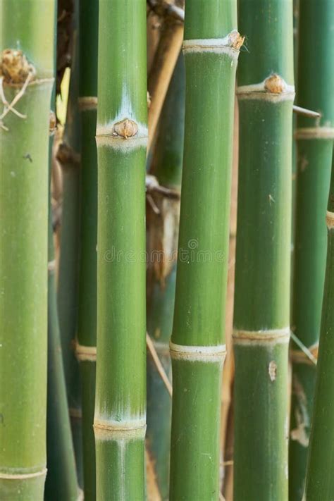 Tige En Bambou Verte Image Stock Image Du Bambou Fond 5711097
