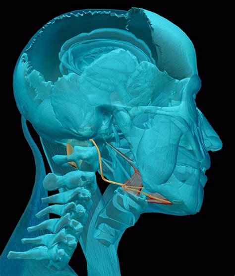 Cranial Nerves 12 Hypoglossal Cranial Nerves Hypoglossal Nerve Nerve