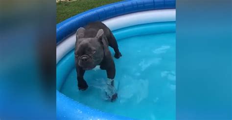 Wiley, the french bulldog loves pool time. French Bulldog Has Cute Freakout Over New Kiddie Pool ...