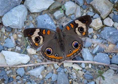 570 Common Buckeye Butterfly Stock Photos Pictures And Royalty Free