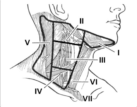 Cervical Lymph Node Anatomy