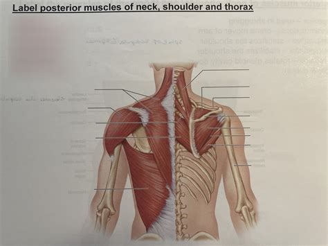 J Label Muscles Of Posterior Neck Shoulder And Thorax Diagram Quizlet