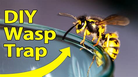 How To Make A Simple Wasp Trap Youtube