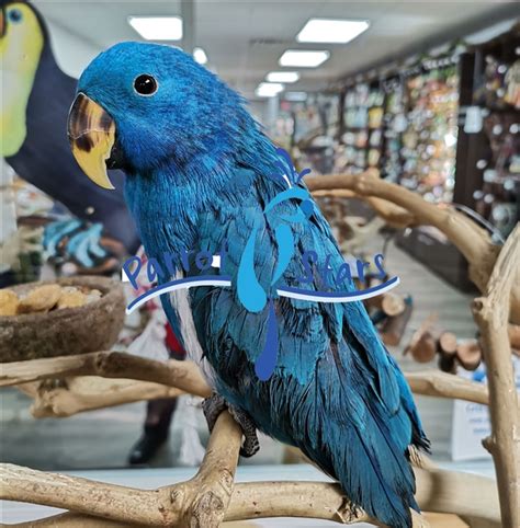 Blue Solomon Island Eclectus Male