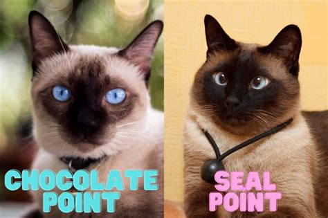10 Amazing Chocolate Point Cat Breeds Wise Kitten