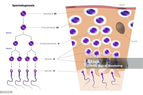 Spermatogenèse Système Reproducteur Masculin Division Cellulaire