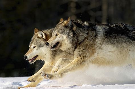 Pack Of Grey Wolves Running Through Photograph By John Hyde Fine Art