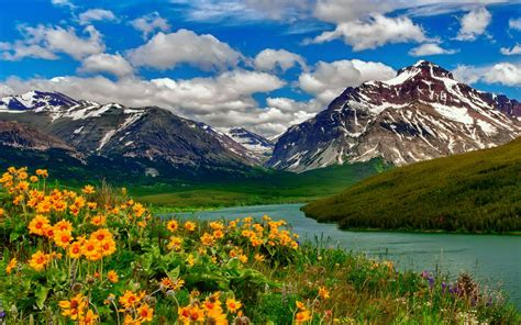 Spring Landscape Wild Flowers Yellow Color Lake Mountains With Remains