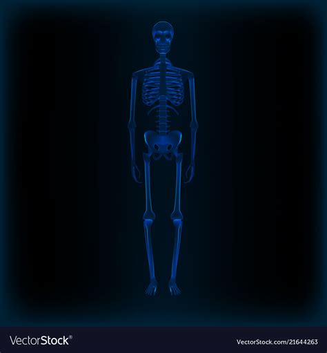 Realistic Human Skeleton X Ray Anatomy Medical Vector Image