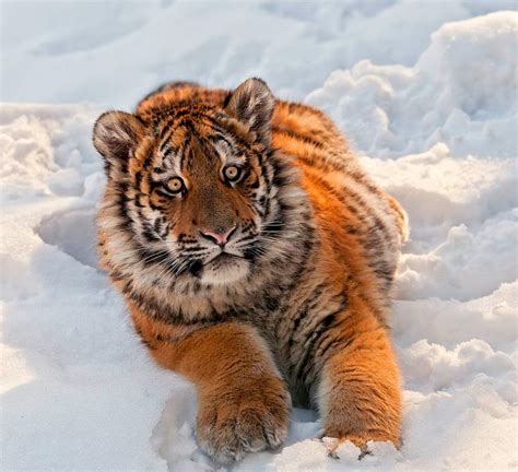 18 Stunning Pictures Of Siberian Tigers Chilling Out In Snow Best