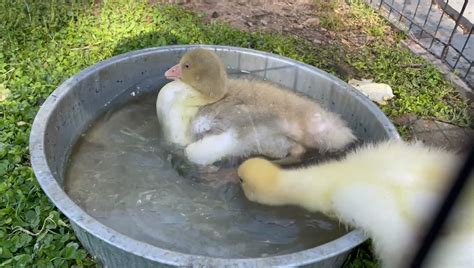 🎶 Oh Rubber Ducky You’re The One 🎵 You Make Bath Time Lots Of Fun 🎶 By The Fort Cocks Foodscape