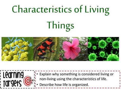 PPT - Characteristics of Living Things PowerPoint Presentation, free ...