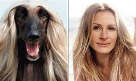 Famous People And Their Dog Look Alikes Klykercom