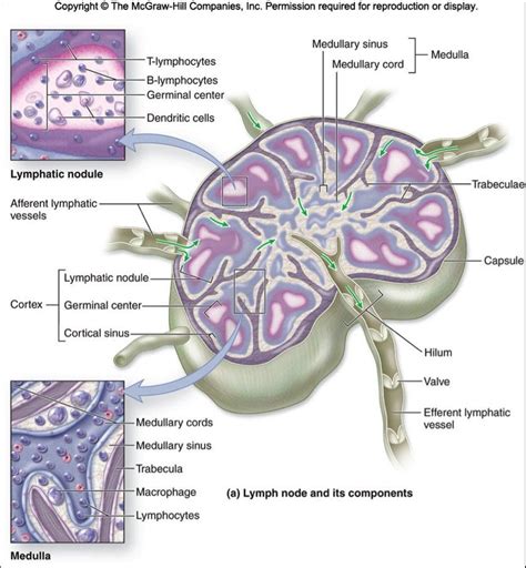 The Lymph Nodes And Lymphatic System