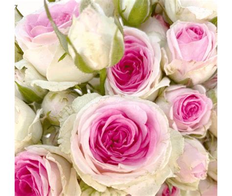 La Rose Branchue Mimi Eden Incontournable En Décoration Florale