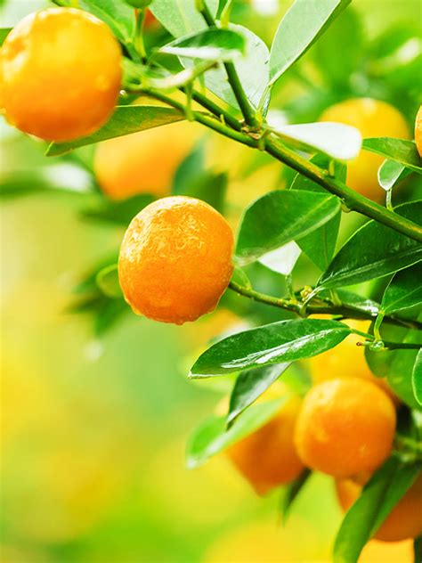 Tangerine (Citrus reticulata) - Essential Oils - Naturally Australian ...