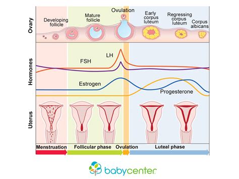 menstrual cycle uterus