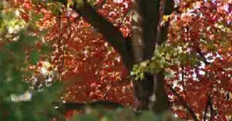 Angies List Adding Trees To Your Landscape Cbs Pittsburgh