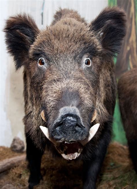 In the same oil, sauté onions, celery, bell peppers and remaining minced. Wild boar turn city into jungle — Animal Activist Watch