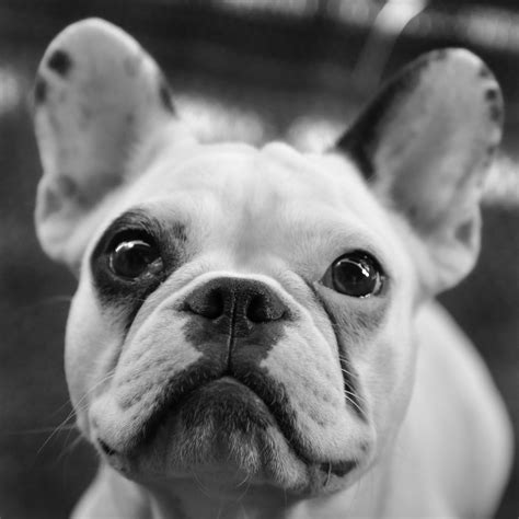 We love our puppies and what we do! Cheap French Bulldog Puppies Under 500 In Ohio - Pet Inspiration