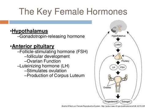 Female Hormones