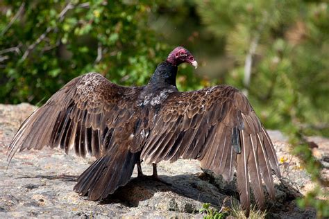 Environmental Almanac Appreciating Turkey Vultures From The Archive