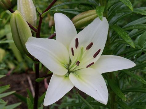 White Lily Flickr Photo Sharing