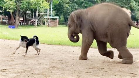 Elephant And Dog Become Adorable Best Friends Youtube