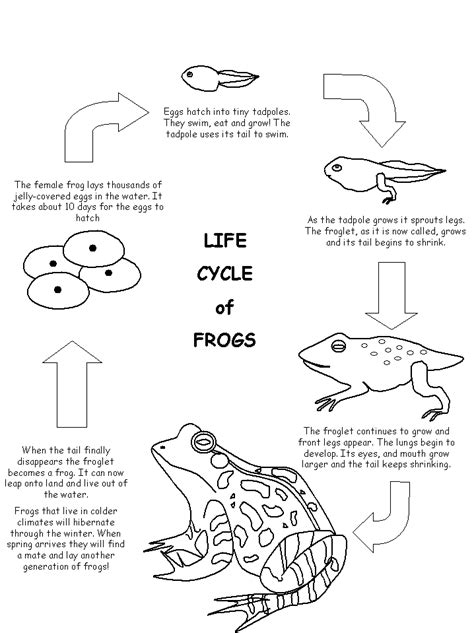 Exploring Science Wonderland Frog Life Cycle