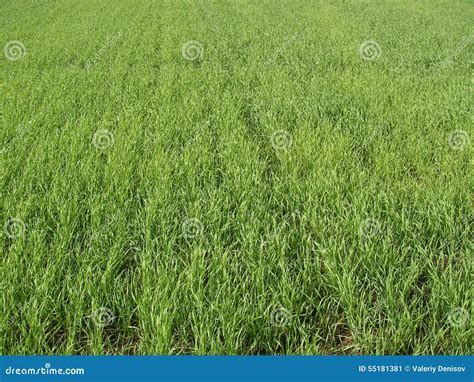 Russian Field Stock Image Image Of Mowing Melon Shoots 55181381