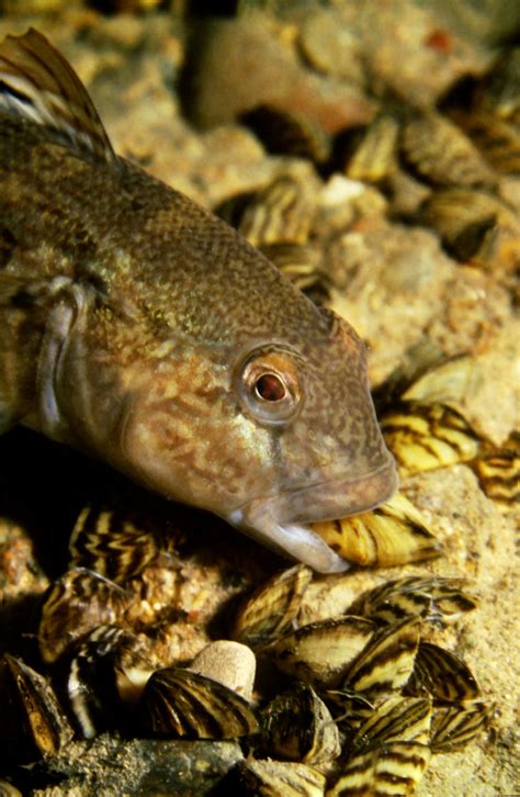 I Speak For The Fish How The Round Goby Changed The Great Lakes Twice