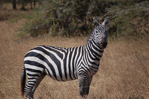 What are the functions of the stripes? Zebras - Wikiquote