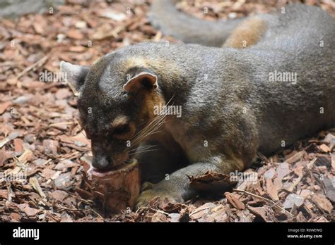 Fossa Eating A Blooksicle In Zoo Atlanta Stock Photo Alamy