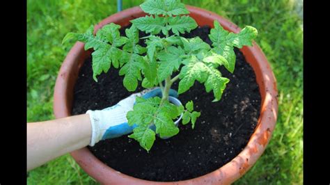 Just about any tomato plant will grow in a pot. The Best Tomatoes To Grow In Pots-Planting Tomatoes In ...