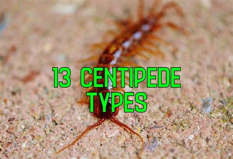 13 Common Types Of Centipedes With Range Maps
